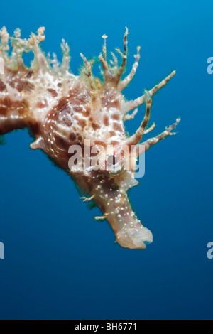 Ritratto di cavalluccio marino Longsnouted, Hippocampus ramulosus, Tamariu, Costa Brava, Mare mediterraneo, Spagna Foto Stock