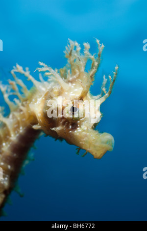 Ritratto di cavalluccio marino Longsnouted, Hippocampus ramulosus, Tamariu, Costa Brava, Mare mediterraneo, Spagna Foto Stock