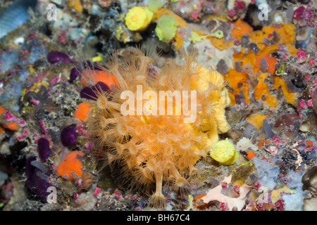 Le margherite di mare, Parazoanthus axinellae, La Vaca, isole Medes, Costa Brava, Mare mediterraneo, Spagna Foto Stock