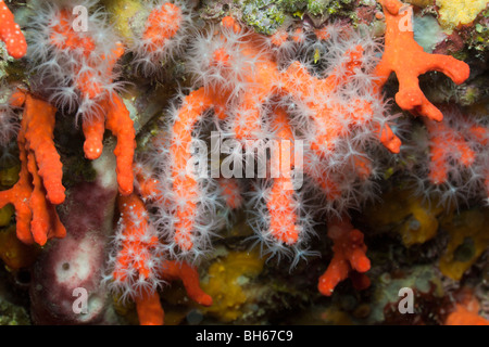 Coralli preziosi, Corallium rubrum, Les Ferranelles, isole Medes, Costa Brava, Mare mediterraneo, Spagna Foto Stock