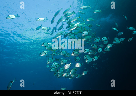 Due bande, Breams Diplodus vulgaris, Carall Bernat, isole Medes, Costa Brava, Mare mediterraneo, Spagna Foto Stock