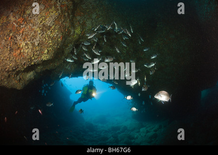 Subacqueo e Breams in grotta, Diplodus vulgaris, Dofi Nord, isole Medes, Costa Brava, Mare mediterraneo, Spagna Foto Stock