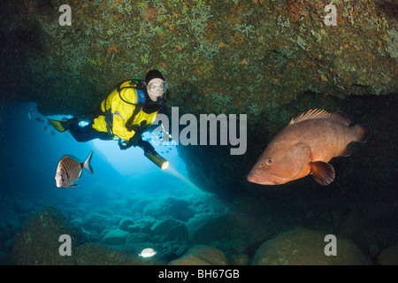 Subacqueo e Dusky cernie in grotta, Epinephelus marginatus, Dofi Nord, isole Medes, Costa Brava, Mare mediterraneo, Spagna Foto Stock