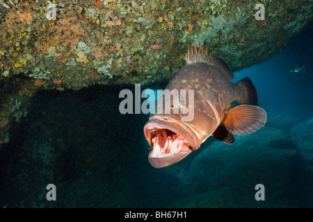 Dusky cernie a bocca aperta, Epinephelus marginatus, Dofi Nord, isole Medes, Costa Brava, Mare mediterraneo, Spagna Foto Stock