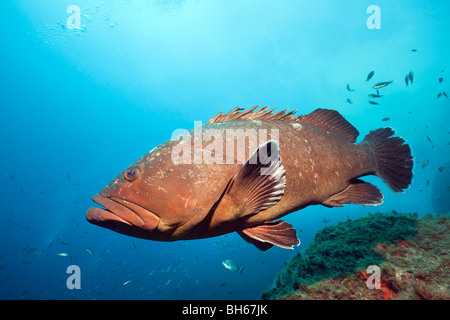 Dusky cernie, Epinephelus marginatus, Carall Bernat, isole Medes, Costa Brava, Mare mediterraneo, Spagna Foto Stock