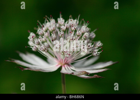 Astrantia cresce a Alnwick Giardini in Alnwick, Northumberland, Inghilterra. Foto Stock