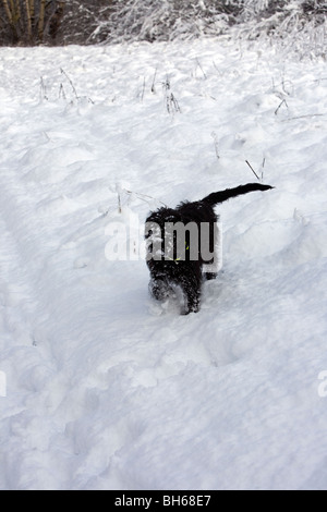 Nero cucciolo labradoodle sta guardando la telecamera dopo scavando il naso nella neve e ottenere una neve bianca barba Foto Stock