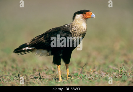 Caracara meridionale - in piedi sul prato / Caracara plancus Foto Stock