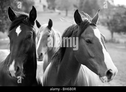 Tre cavalli in un prato soleggiato in bianco e nero , Perigord Noir, Dordogna, Francia. Foto Stock