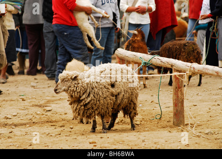 Ecuador, Otavalo, legato pecore nel mezzo di un animale di allevamento vendita Foto Stock