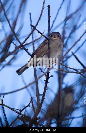 Casa passero Passer domesticus singolo bambino si appollaia in un albero Pembrokeshire, Galles Foto Stock