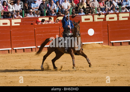 Corrida cavallo Andalusia Spagna cavallo tradizione bull Foto Stock