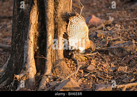Shikra (Accipiter badius), attaccando un cinque strisce scoiattolo Palm su un ramo in Ranthambhore Foto Stock