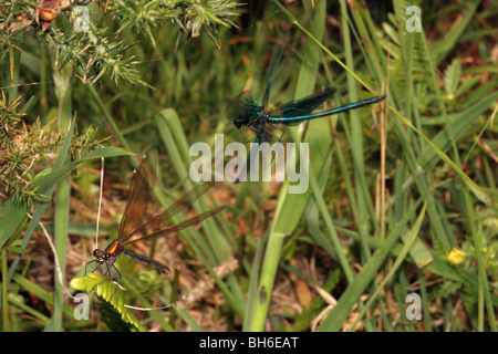 Belle demoiselle damselfly (Calopteryx virgo) maschio in bilico ala-stridii corteggiamento di donna sulla sinistra, UK. Foto Stock