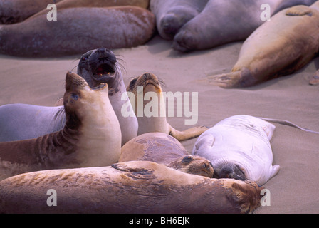 Northern Elephant guarnizioni (Mirounga angustirostris), Piedras Blancas guarnizione di elefante Rookery nei pressi di San Simeone, CALIFORNIA, STATI UNITI D'AMERICA Foto Stock