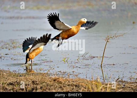 Una coppia di Casarca (Tadorna ferruginea), chiamato anche Brahminy Duck, tenendo fuori da un lago nel parco nazionale di Ranthambore Foto Stock