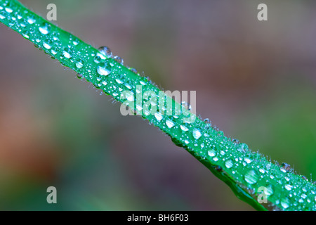 Gocce di rugiada su una lama di erba Foto Stock