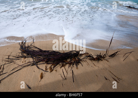 L'idilliaco paradiso spiaggia di Punta Uva vicino a Puerto Viejo de Talamanca in Limón Provincia, a sud est della Costa Rica Foto Stock