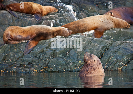 Steller leoni di mare del Nord off Vancouver Island, isola di Vancouver, British Columbia, Canada. Foto Stock