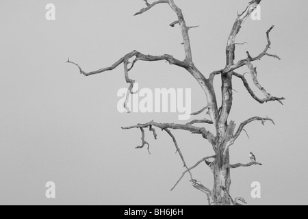 Red-tailed Hawk in un albero di quercia in Oregon Foto Stock