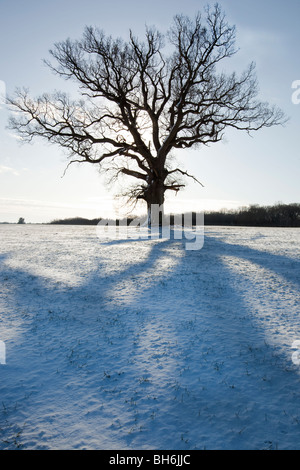 Ombre di un albero nella neve Foto Stock