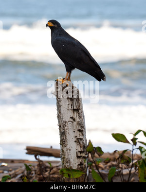 Comune di Black Hawk appollaiato su un ceppo di albero sulla spiaggia a Tortuguero, Costa Rica Foto Stock