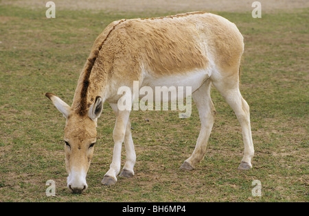 Onagro asino su prato - munching / Foto Stock