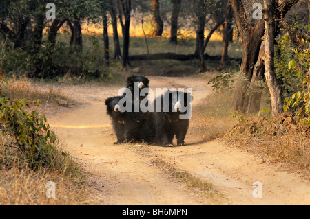 Sloth Bear Famiglia (Melursus ursinus), noto anche come Labiated recare in Ranthambhore national park Foto Stock