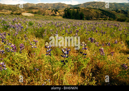 Ecuador, Quilotoa, vista di fiori viola in campo dei fiori di piselli verdi Foto Stock