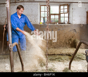 Agricoltore pulizia fienile di vacca Foto Stock