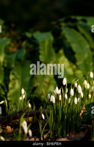 Snowdrops iniziando a fiore nel bosco di Painswick Giardino rococò in Cotswolds Foto Stock