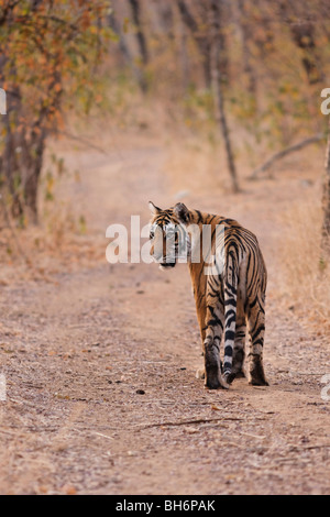 Una tigre del Bengala la mattina presto a Ranthambore Riserva della Tigre, India. (Panthera Tigris) Foto Stock