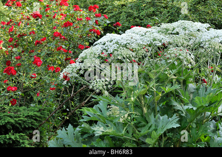 Mucca pastinaca (heracleum lanatum) e rosa ad arbusto (rosa parkdirektor riggers) Foto Stock