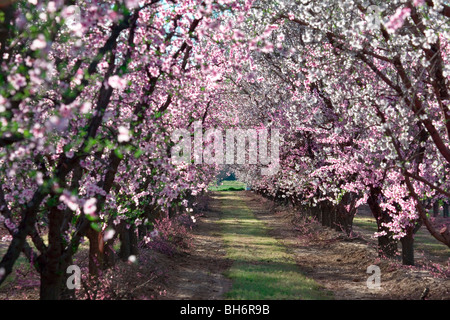 Pesche frutteti in fiore nei pressi di Yuba City, California Foto Stock