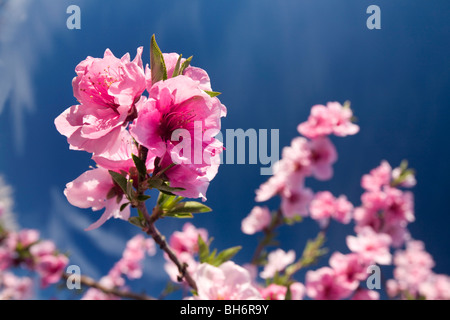 Fiori di Pesco in valle del Sacramento. Foto Stock