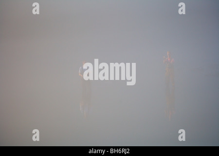 Due FISHERMAN WADING pesca in fiume pesante velatura MALTEMPO LA MATTINA PRESTO Foto Stock