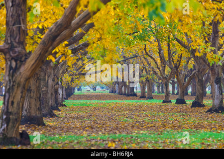 Frutteti di noce in autunno nella valle del Sacramento, California Foto Stock