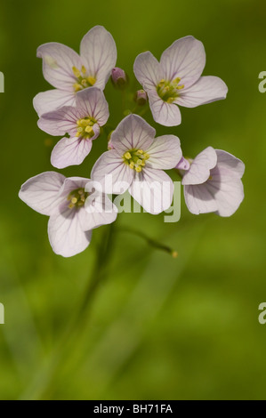 Il cuculo fiore o lady's smock (cardamine pratensis) Foto Stock
