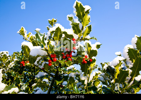 Natale holly sotto neve Foto Stock