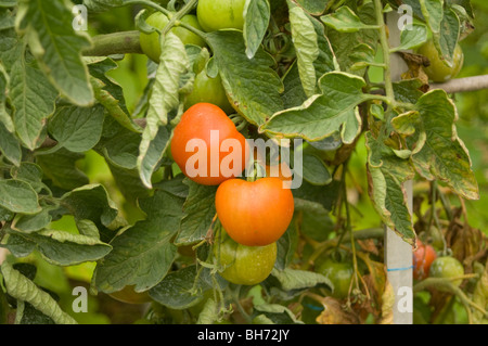 Pomodori (Solanum Lycopersicum) cresce su una trama di aggiudicazione Foto Stock