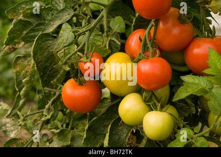 Pomodori (Solanum Lycopersicum) cresce su una trama di aggiudicazione Foto Stock