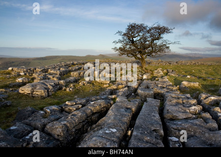 Un lone tree cresce sulla pavimentazione di pietra calcarea a pietre Winskill vicino a stabilirsi nel Yorkshire Dales National Park Foto Stock