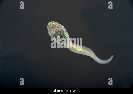 Tadpole del comune europeo, di rana temporaria Rana nuotare in un serbatoio Foto Stock