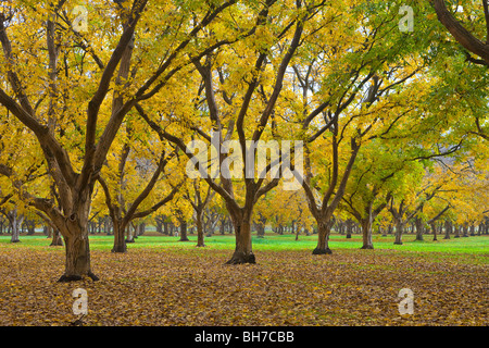 Frutteti di noce in autunno nella valle del Sacramento, California Foto Stock