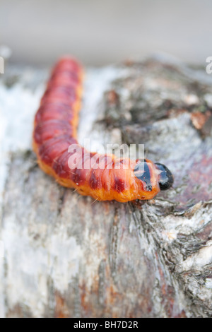 Falena di capra (Cossus cossus) caterpillar sul registro di betulla Foto Stock