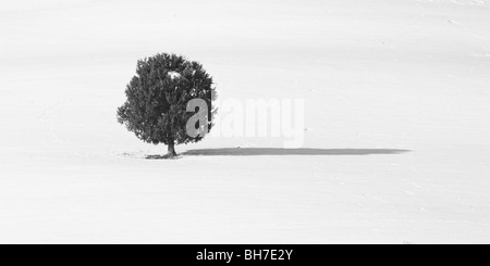 Foto in bianco e nero di un singolo albero sempreverde in un campo nevoso Foto Stock