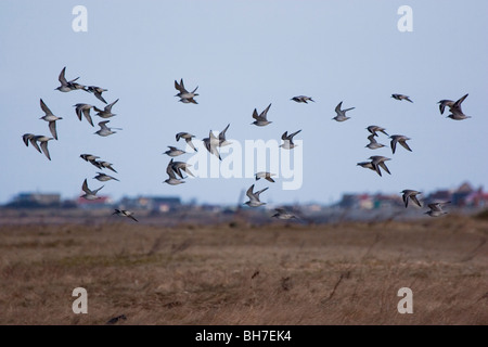 Gregge di nodo, Calidris canutus, volare da alta marea roost torna in riva al mare Foto Stock