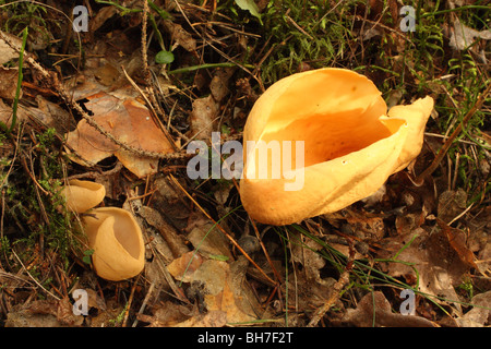 Hare's Ear, Otidea onotica, Svezia Foto Stock