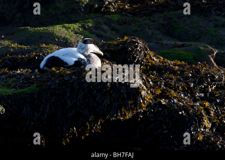 Eider maschi di anatra mollisima Somateria in eclipse piumaggio vicino Johnshaven, Scozia Foto Stock