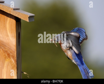 Orientale maschio bluebird grasshopper battenti scatola di nido Foto Stock